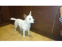 ox_jack-russell-terrier-szuka-domu