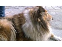 ox_znaleziono-psa-collie-miniaturka-sheltie-owczarek-szetlandzki