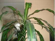 ox_kwiaty-doniczkowe-dracena-i-juka-domowa