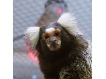 ox_promocje-sklepy-zoologiczne-luna-w-ustroniu-i-2-razy-w-skoczowie