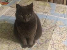 ox_zaginela-kotka-brytyjska-w-niedziele-11marca-wysoka-nagroda-za-inform