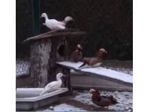 ox_sprzedam-kaczki-mandarynki
