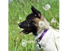 ox_zagina-pies-akita-pogwizdow