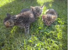 ox_koty-oddam-w-dobre-rece