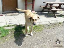 ox_pies-do-adopcji-pies-gowin-szuka-dobrego-domu