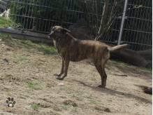 ox_pies-do-adopcji-tigra-szuka-dobrego-domu
