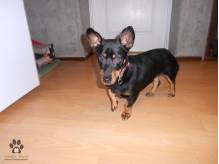 ox_pies-do-adopcji-czerk-szuka-dobrego-domu
