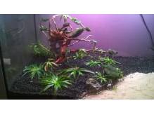 ox_echinodorus-magdalensis-zabienica-rosliny-akwariowe-akwarium