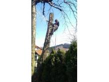 ox_scinanie-drzew-metoda-alpinistyczna