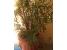 ox_oleandry-2szt-duze