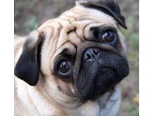 ox_mops-szczeniak-przygarne-za-darmo-lub-za-symboliczna-kwote