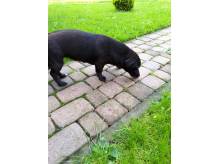ox_oddam-pieska-w-dobre-rece