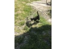 ox_dwa-sliczne-kotki-oddam-w-dobre-rece