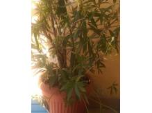ox_oleandry-2szt-duze
