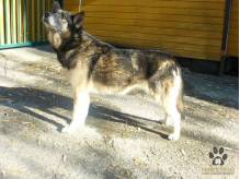 ox_pies-do-adopcji-tisa-szuka-dobrego-domu