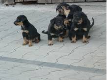 ox_oddam-pieski-w-dobre-rece-za-darmo