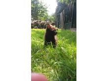 ox_oddam-kotki-za-darmo-w-dobre-rece