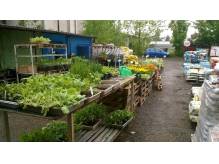 ox_najtansze-pasze-dla-drobiu-i-kora-sosnowa-80l-zebrzydowice-hurtownia