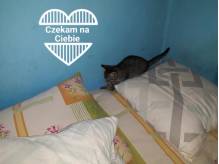 ox_oddam-kotka