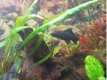 ox_oddam-rybe-labeo-bicolor-grubowarg-dwubarwny