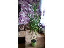 ox_dracena-marginata-wysokosc-140-cm