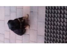ox_oddam-w-dobre-rece