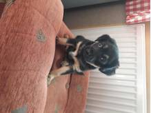 ox_piesek