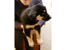 ox_alaskan-malamute