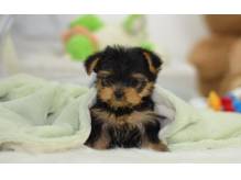 ox_yorkshire-terrier-szczenieta
