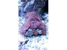 ox_rhodactis-sp-kolonia-15-sztuk-na-skalce