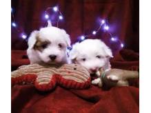 ox_pieski-hodowlane-coton-de-tulear