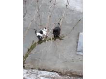 ox_kocieta