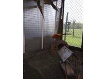 ox_sprzedam-3-zlote-bazanty