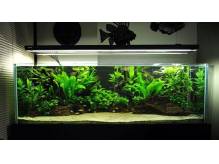 ox_kupie-lub-przyjme-akwarium-min-150l-z-pokrywa-moze-byc-nieszczelne