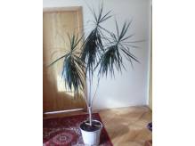ox_dracena