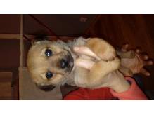 ox_oddam-pieska-w-dobre-rece