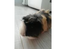 ox_oddam-swinke-morska-w-dobre-opiekuncze-rece-za-darmo