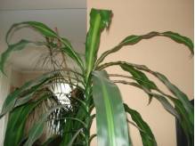 ox_kwiaty-doniczkowe-dracena-i-juka-domowa