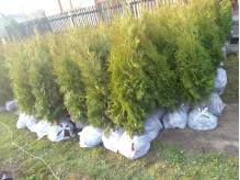 ox_thuja-columna