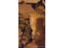 ox_szczeniaki-owczarka-belgijskiego-malinois