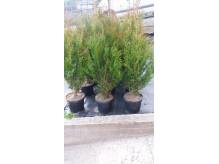 ox_thuja-zlotokonczysta-aerospicata