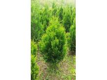 ox_thuja-kornik