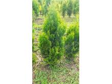 ox_zywotnik-olbrzymi-thuja-kornik