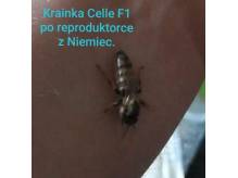 ox_matki-pszczele-jedno-dniowki-lub-zaplodnione-f1