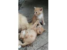 ox_oddam-male-kotki