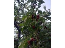 ox_sprzedam-ladne-czeresnie