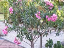 ox_oleander