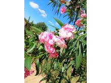 ox_oleander-duzy-zadbany-pieknie-kwitnacy