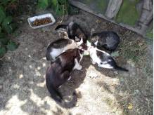 ox_oddam-koty-w-dobr-rece