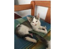 ox_oddam-male-kotki-za-darmo